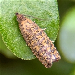 Isochorista panaeolana (A Tortricid moth) at Kew, VIC - 20 Sep 2025 by Hejor1