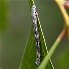 Chlenias banksiaria group (A Geometer moth) at Fairfield, VIC - 20 Sep 2025 by Hejor1