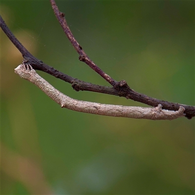 Scioglyptis lyciaria (White-patch Bark Moth) at Kew, VIC - 20 Sep 2025 by Hejor1