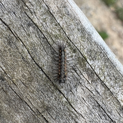 Lithosiini (IMMATURE) (A Footman or Lichen moth (Lithosiini)) at Kew, VIC - 20 Sep 2025 by Hejor1