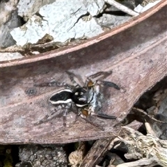 Jotus frosti (Frost's jumping spider) at Kew, VIC - 20 Sep 2025 by Hejor1