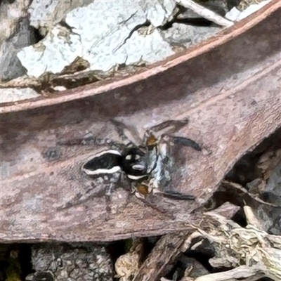 Jotus frosti (Frost's jumping spider) at Kew, VIC - 20 Sep 2025 by Hejor1