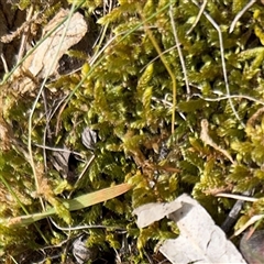 Bryaceae (family) at Fairfield, VIC - 20 Sep 2025 by Hejor1