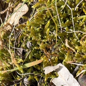 Bryaceae (family) at Fairfield, VIC - 20 Sep 2025 by Hejor1