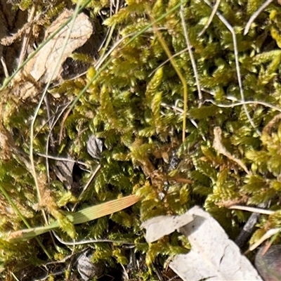 Bryaceae (family) at Fairfield, VIC - 20 Sep 2025 by Hejor1
