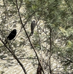 Manorina melanocephala (Noisy Miner) at Kew, VIC - 20 Sep 2025 by Hejor1