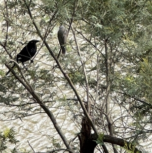 Strepera graculina (Pied Currawong) at Kew, VIC - 20 Sep 2025 by Hejor1