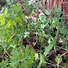 Fumaria sp. at Kew, VIC - 20 Sep 2025 by Hejor1