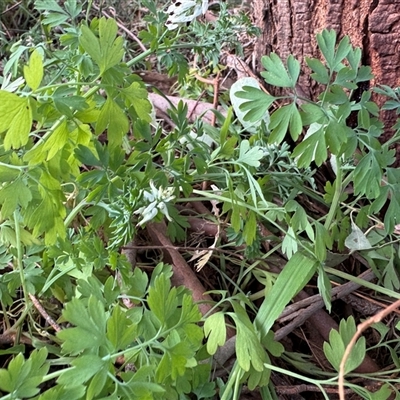 Fumaria sp. at Kew, VIC - 20 Sep 2025 by Hejor1