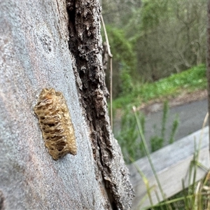 Mantidae - egg case (family) (Egg case of praying mantis) at Kew, VIC - 20 Sep 2025 by Hejor1