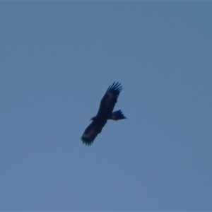 Aquila audax (Wedge-tailed Eagle) at Isaacs, ACT - 20 Sep 2025 by Mike