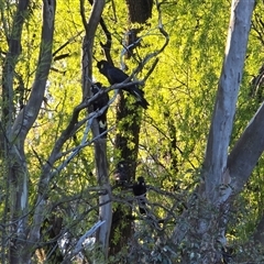 Zanda funerea (Yellow-tailed Black-Cockatoo) at Fadden, ACT - 20 Sep 2025 by Mike
