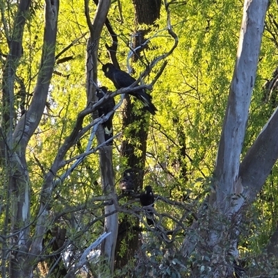 Zanda funerea (Yellow-tailed Black-Cockatoo) at Fadden, ACT - 20 Sep 2025 by Mike