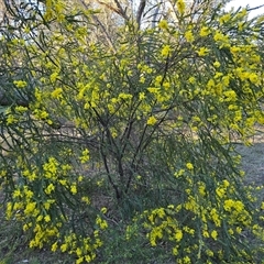 Acacia pravissima (Wedge-leaved Wattle, Ovens Wattle) at Fadden, ACT - 20 Sep 2025 by Mike