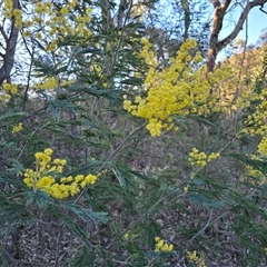 Acacia dealbata subsp. dealbata (Silver Wattle) at Fadden, ACT - 20 Sep 2025 by Mike