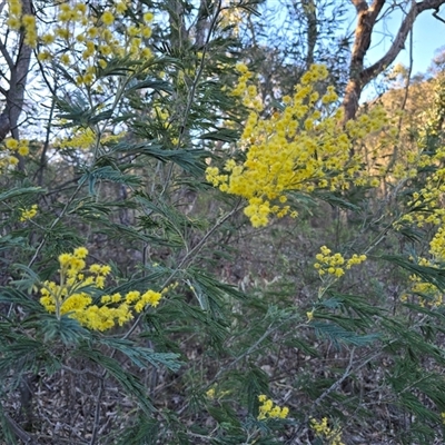 Acacia dealbata subsp. dealbata (Silver Wattle) at Fadden, ACT - 20 Sep 2025 by Mike