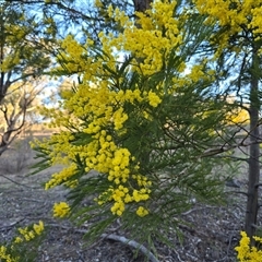 Acacia decurrens (Green Wattle) at Fadden, ACT - 20 Sep 2025 by Mike