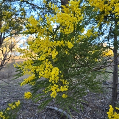 Acacia decurrens (Green Wattle) at Fadden, ACT - 20 Sep 2025 by Mike