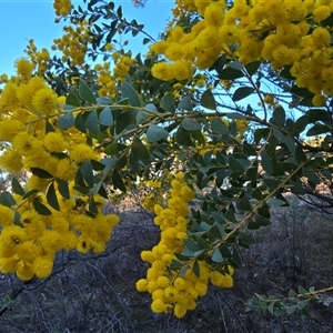 Acacia cultriformis (Knife Leaf Wattle) at Fadden, ACT - 20 Sep 2025 by Mike
