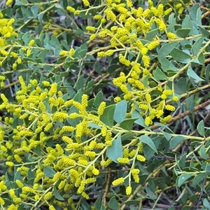 Acacia cultriformis (Knife Leaf Wattle) at Fadden, ACT - 20 Sep 2025 by Mike