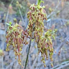 Acer negundo (Box Elder) at Fadden, ACT - 20 Sep 2025 by Mike