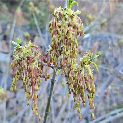 Acer negundo (Box Elder) at Fadden, ACT - 20 Sep 2025 by Mike