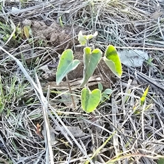 Oxypetalum coeruleum (Tweedia or Southern Star) at Fadden, ACT - 20 Sep 2025 by Mike