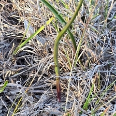 Thelymitra (genus) (sun orchids) at Fadden, ACT - 20 Sep 2025 by Mike
