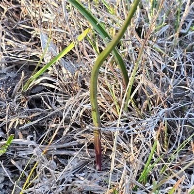 Thelymitra (genus) (sun orchids) at Fadden, ACT - 20 Sep 2025 by Mike