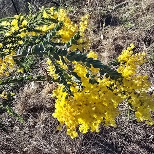 Acacia vestita (Hairy Wattle) at Fadden, ACT - 20 Sep 2025 by Mike
