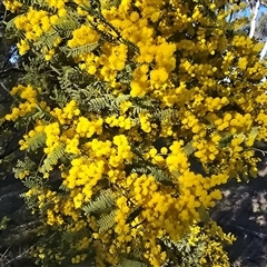 Acacia cardiophylla (Wyalong Wattle) at Fadden, ACT - 20 Sep 2025 by Mike