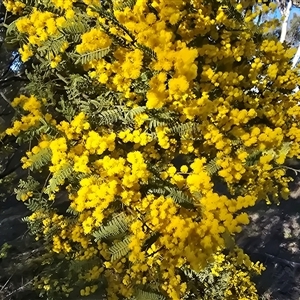 Acacia cardiophylla (Wyalong Wattle) at Fadden, ACT - 20 Sep 2025 by Mike