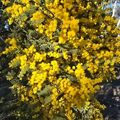 Acacia cardiophylla (Wyalong Wattle) at Fadden, ACT - 20 Sep 2025 by Mike