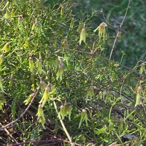 Clematis leptophylla (Small-leaf Clematis, Old Man's Beard) at Fadden, ACT - 20 Sep 2025 by Mike