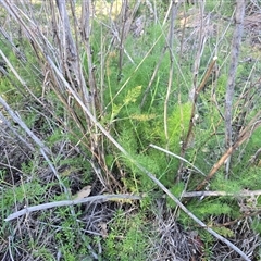 Foeniculum vulgare (Fennel) at Fadden, ACT - 20 Sep 2025 by Mike