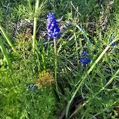 Muscari armeniacum (Grape Hyacinth) at Fadden, ACT - 20 Sep 2025 by Mike