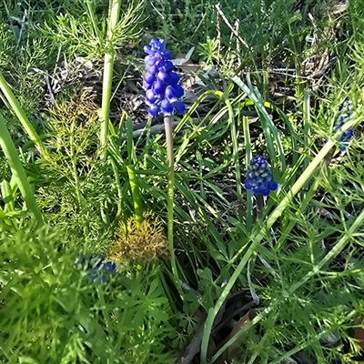 Muscari armeniacum (Grape Hyacinth) at Fadden, ACT - 20 Sep 2025 by Mike