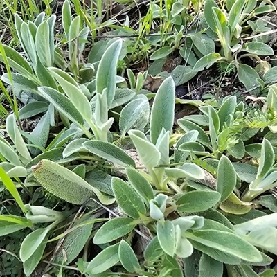 Stachys byzantina (Lambs Ears) at Fadden, ACT - 20 Sep 2025 by Mike