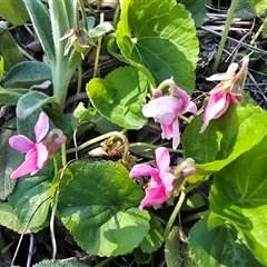 Viola odorata (Sweet Violet, Common Violet) at Fadden, ACT - 20 Sep 2025 by Mike