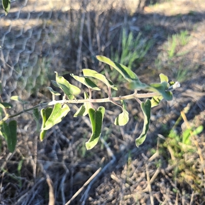 Oxypetalum coeruleum (Tweedia or Southern Star) at Fadden, ACT - 20 Sep 2025 by Mike