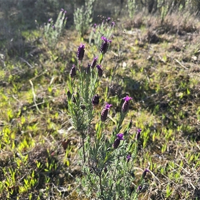 Lavandula stoechas (Spanish Lavender or Topped Lavender) at Fadden, ACT - 20 Sep 2025 by Mike