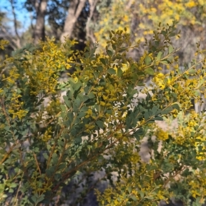 Acacia cultriformis (Knife Leaf Wattle) at Fadden, ACT - 20 Sep 2025 by Mike