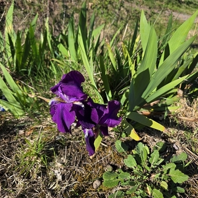 Iris germanica (Tall Bearded Iris) at Fadden, ACT - 20 Sep 2025 by Mike