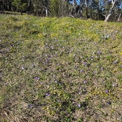 Vinca major (Blue Periwinkle) at Fadden, ACT - 20 Sep 2025 by Mike