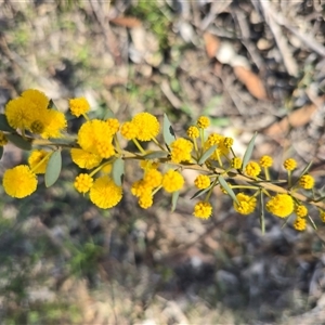 Acacia buxifolia subsp. buxifolia (Box-leaf Wattle) at Fadden, ACT - 20 Sep 2025 by Mike