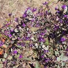 Hardenbergia violacea (False Sarsaparilla) at Fadden, ACT - 20 Sep 2025 by Mike
