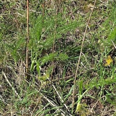 Foeniculum vulgare (Fennel) at Isaacs, ACT - 20 Sep 2025 by Mike