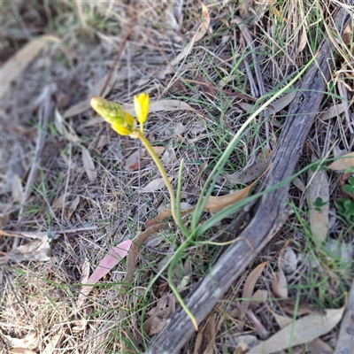 Bulbine bulbosa (Golden Lily, Bulbine Lily) at Hackett, ACT - 20 Sep 2025 by abread111