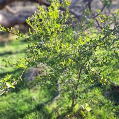 Pyrus calleryana (Callery Pear) at Hackett, ACT - 20 Sep 2025 by abread111
