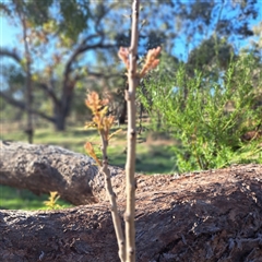 Fraxinus sp. at Hackett, ACT - 20 Sep 2025 by abread111